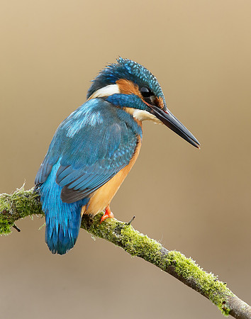Kingfisher Alcedo atthis