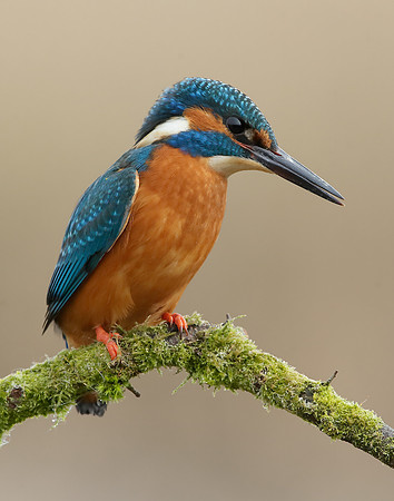 Kingfisher Alcedo atthis