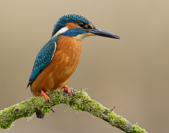 Kingfisher Alcedo atthis
