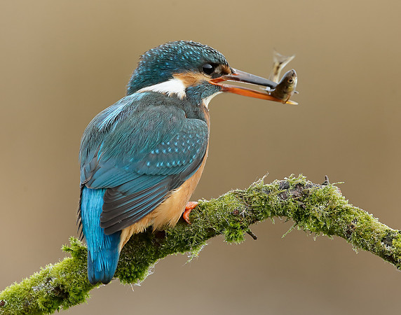 Kingfisher Alcedo atthis