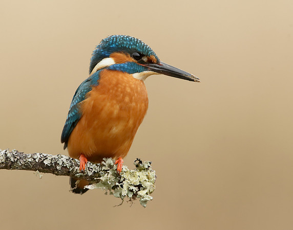 Kingfisher Alcedo atthis