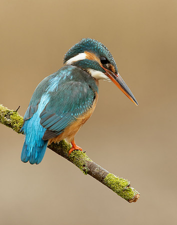 Kingfisher Alcedo atthis