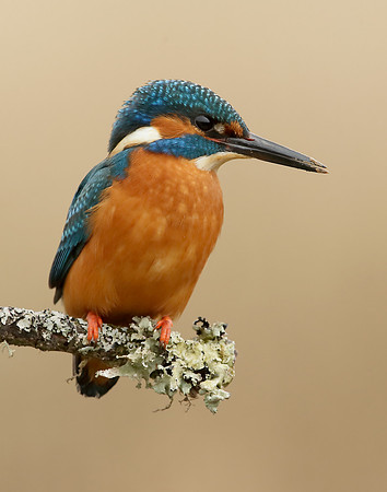 Kingfisher Alcedo atthis