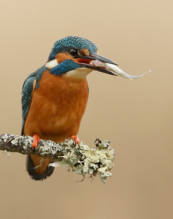 Kingfisher Alcedo atthis