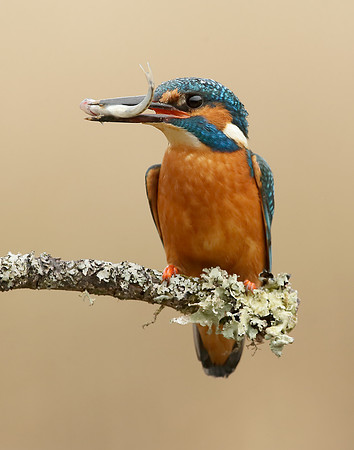Kingfisher Alcedo atthis