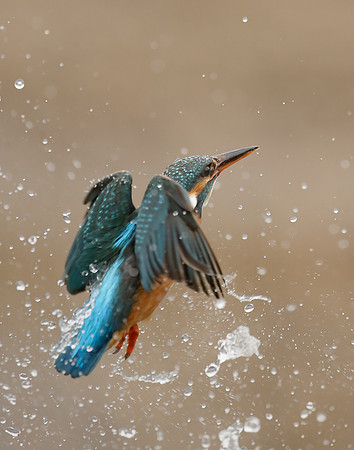 Kingfisher Alcedo atthis