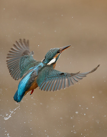 Kingfisher Alcedo atthis