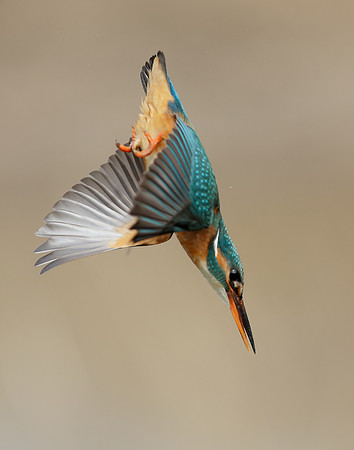 Kingfisher Alcedo atthis