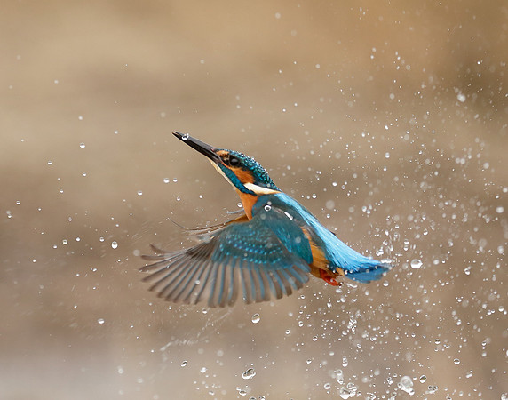 Kingfisher Alcedo atthis