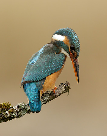 Kingfisher Alcedo atthis
