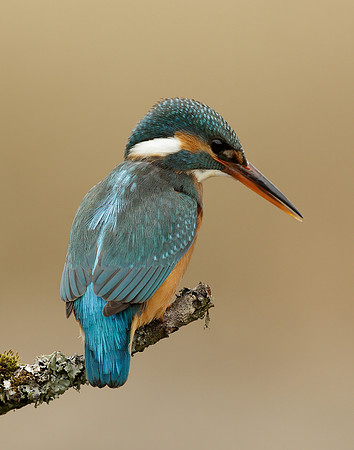 Kingfisher Alcedo atthis