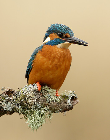 Kingfisher Alcedo atthis
