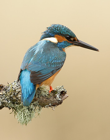 Kingfisher Alcedo atthis