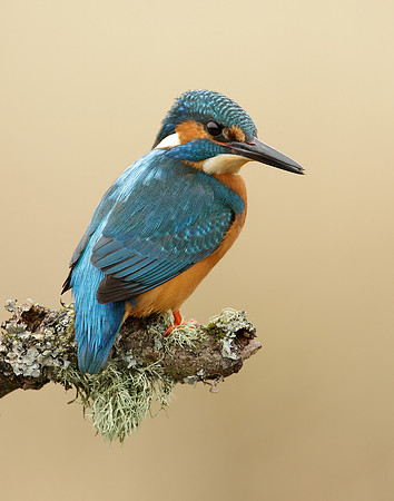 Kingfisher Alcedo atthis