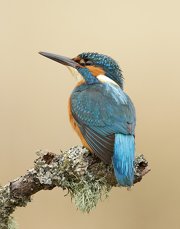 Kingfisher Alcedo atthis