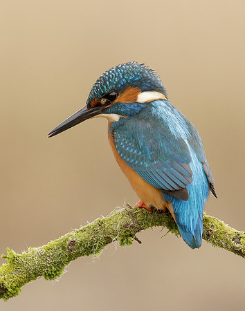 Kingfisher Alcedo atthis
