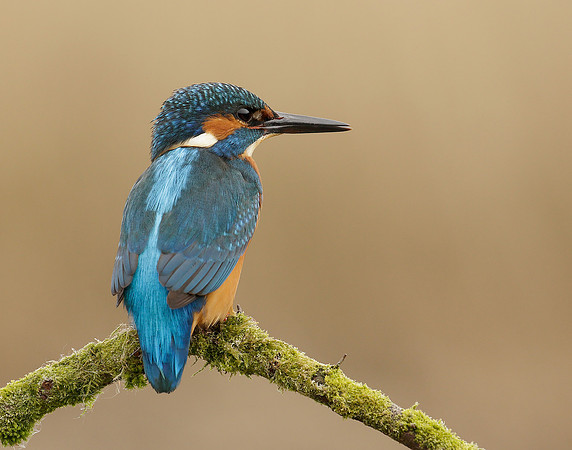 Kingfisher Alcedo atthis