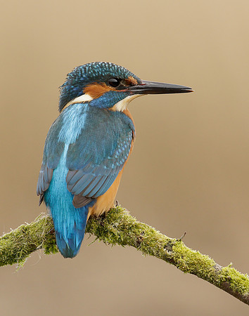 Kingfisher Alcedo atthis