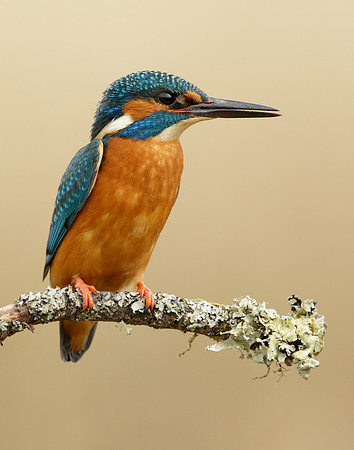 Kingfisher Alcedo atthis