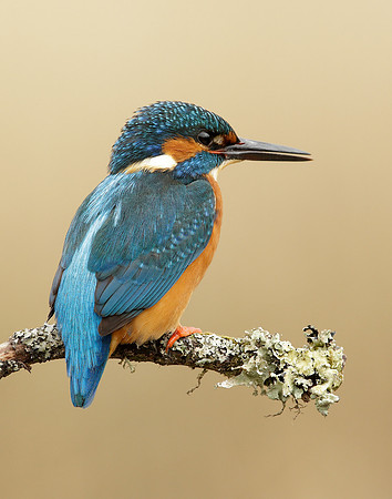 Kingfisher Alcedo atthis