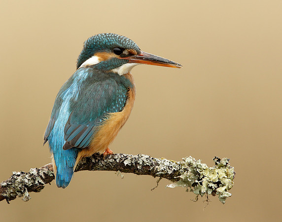Kingfisher Alcedo atthis