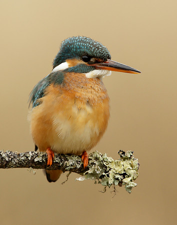 Kingfisher Alcedo atthis