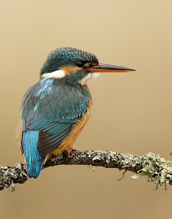Kingfisher Alcedo atthis