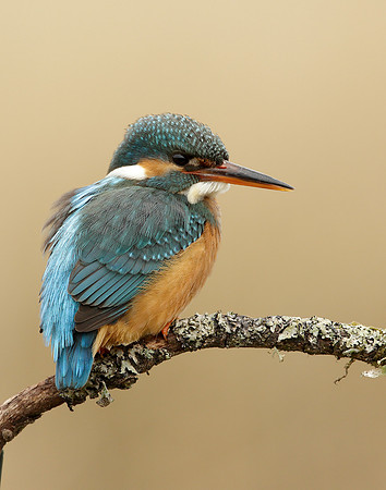 Kingfisher Alcedo atthis