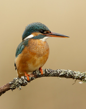 Kingfisher Alcedo atthis