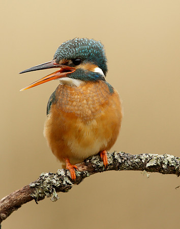 Kingfisher Alcedo atthis