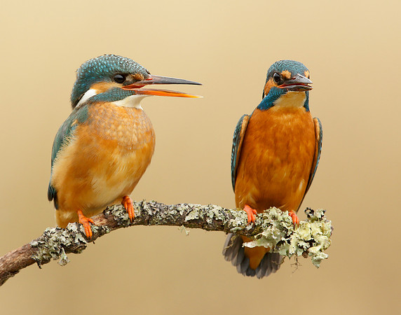 Kingfisher Alcedo atthis