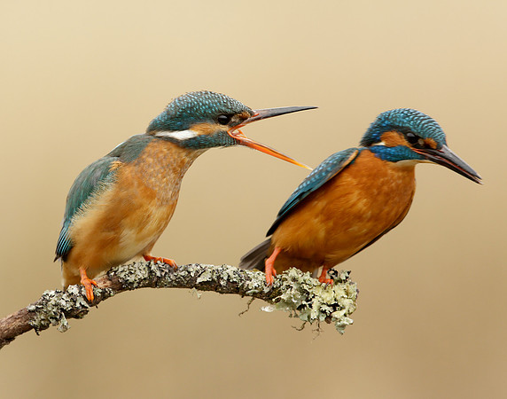 Kingfisher Alcedo atthis