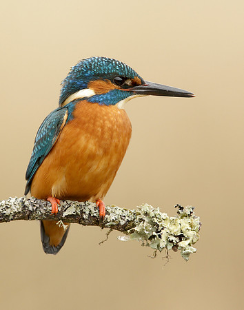 Kingfisher Alcedo atthis