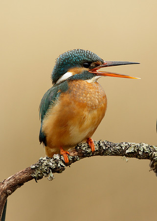 Kingfisher Alcedo atthis