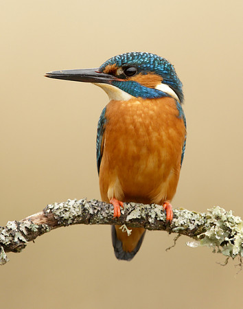 Kingfisher Alcedo atthis