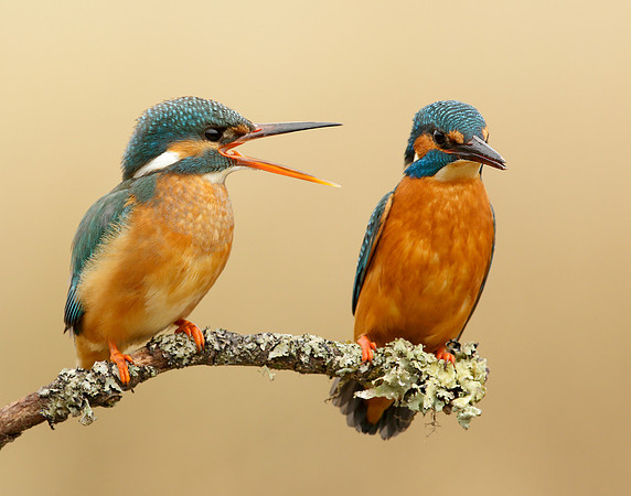 Kingfisher Alcedo atthis