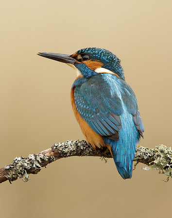 Kingfisher Alcedo atthis