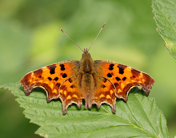 Comma Polygonia c-album