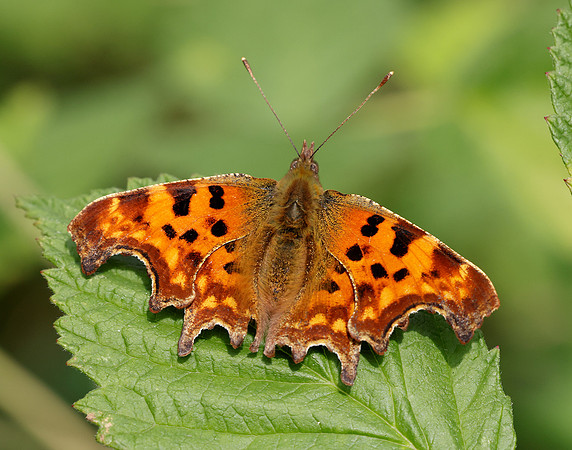Comma Polygonia c-album