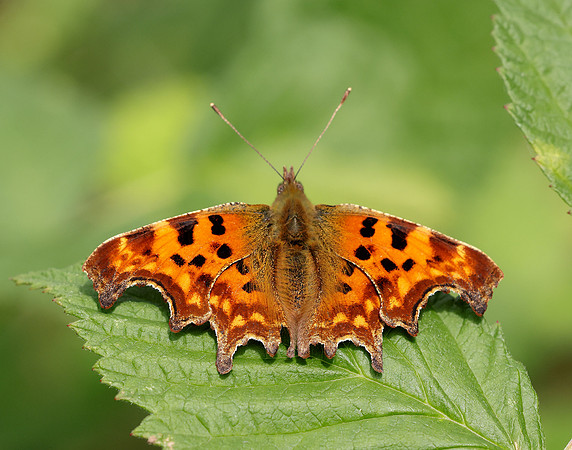 Comma Polygonia c-album
