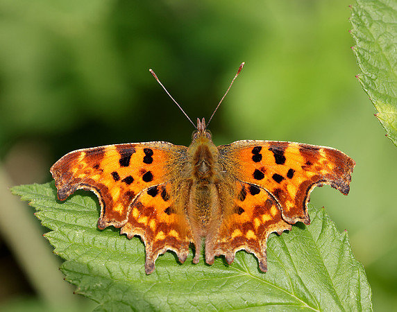 Comma Polygonia c-album
