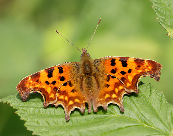 Comma Polygonia c-album
