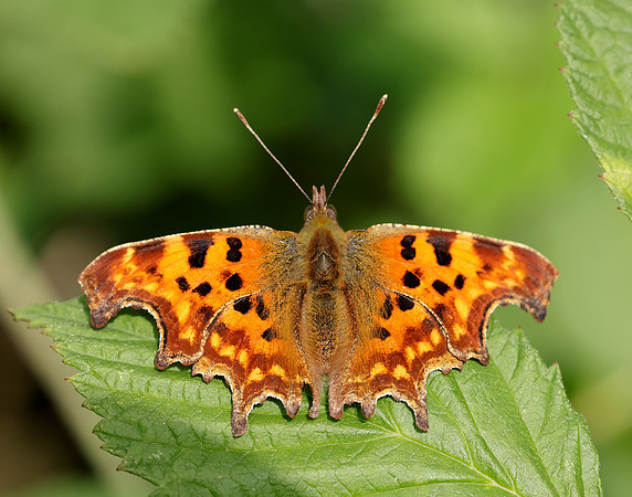 Comma Polygonia c-album