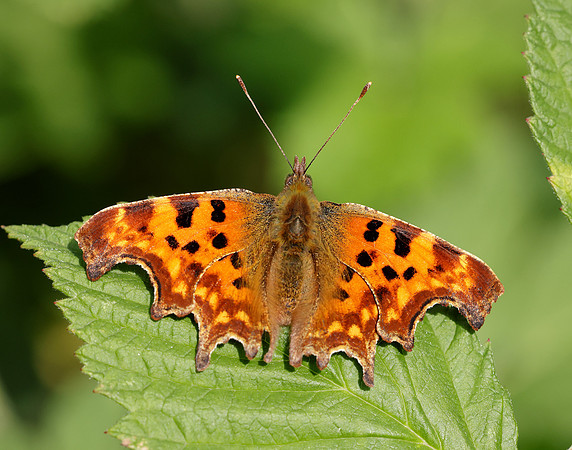 Comma Polygonia c-album