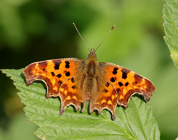 Comma Polygonia c-album