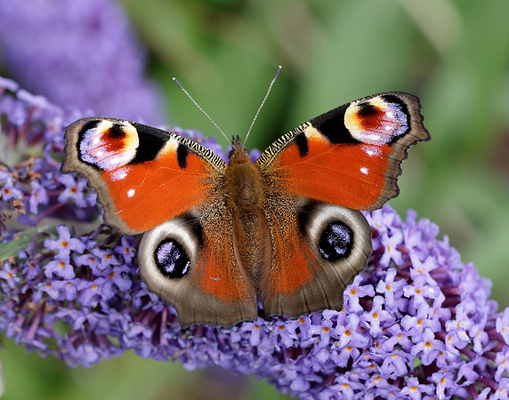 Peacock Inachis io