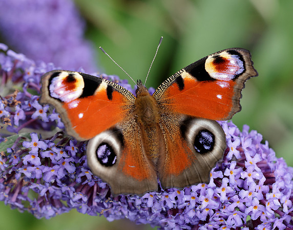 Peacock Inachis io