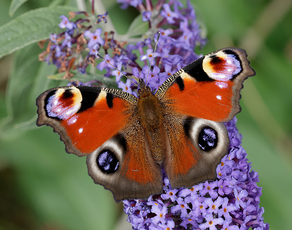 Peacock Inachis io