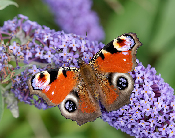 Peacock Inachis io