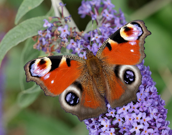 Peacock Inachis io